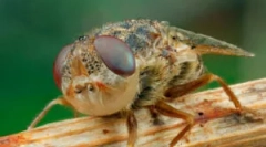 Watery: leírás és veszély az embernek